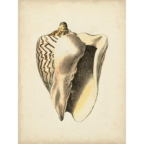 Sealife Collection I Black Modern Wood Framed Art Print with Double Matting by Vision Studio