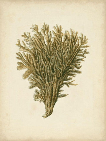 Sealife Collection II Black Ornate Wood Framed Art Print with Double Matting by Vision Studio