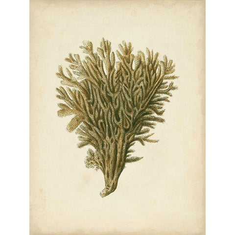 Sealife Collection II Black Modern Wood Framed Art Print with Double Matting by Vision Studio