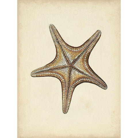 Sealife Collection IV White Modern Wood Framed Art Print by Vision Studio