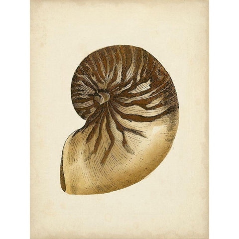 Sealife Collection V White Modern Wood Framed Art Print by Vision Studio