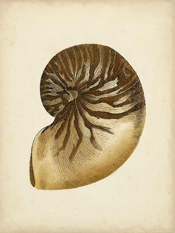 Sealife Collection V Black Ornate Wood Framed Art Print with Double Matting by Vision Studio