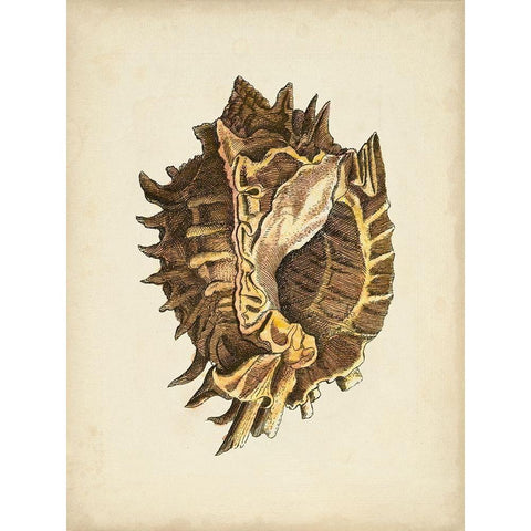 Sealife Collection VI Gold Ornate Wood Framed Art Print with Double Matting by Vision Studio