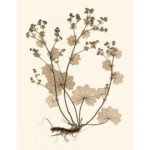 Sepia Nature Study I Black Modern Wood Framed Art Print with Double Matting by Vision Studio