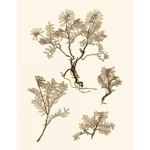 Sepia Nature Study II Gold Ornate Wood Framed Art Print with Double Matting by Vision Studio