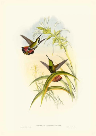 Gould Hummingbird I White Modern Wood Framed Art Print with Double Matting by Gould, John