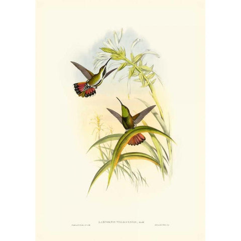 Gould Hummingbird I Gold Ornate Wood Framed Art Print with Double Matting by Gould, John