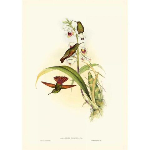 Gould Hummingbird II Gold Ornate Wood Framed Art Print with Double Matting by Gould, John