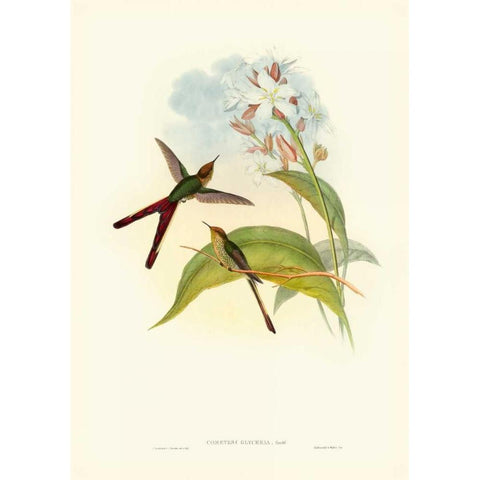 Gould Hummingbird III White Modern Wood Framed Art Print by Gould, John