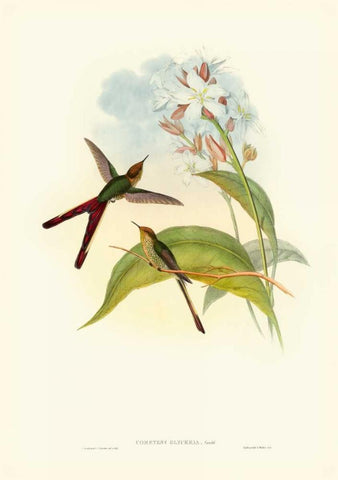 Gould Hummingbird III Black Ornate Wood Framed Art Print with Double Matting by Gould, John