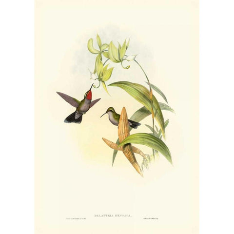 Gould Hummingbird IV White Modern Wood Framed Art Print by Gould, John