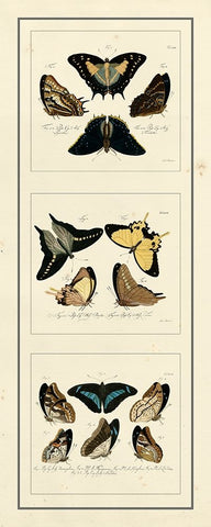 Antique Butterfly Panel I White Modern Wood Framed Art Print with Double Matting by Jablonsk