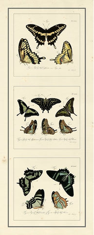 Antique Butterfly Panel II White Modern Wood Framed Art Print with Double Matting by Jablonsk