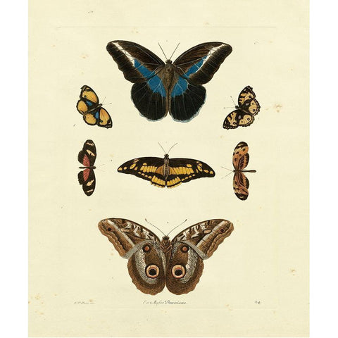 Knorr Butterflies I Black Modern Wood Framed Art Print with Double Matting by Knorr