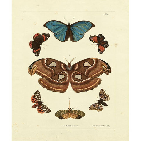 Knorr Butterflies II Gold Ornate Wood Framed Art Print with Double Matting by Knorr