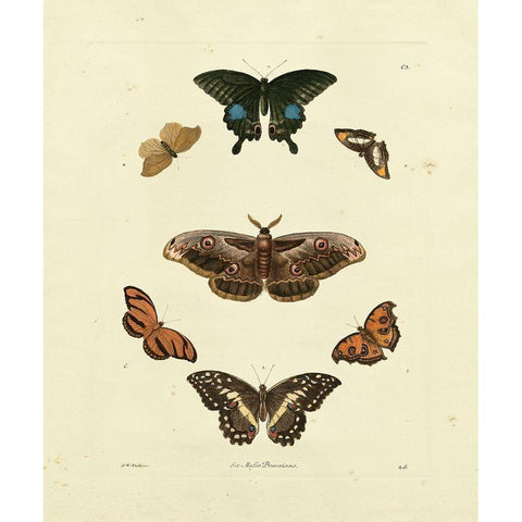 Knorr Butterflies III Gold Ornate Wood Framed Art Print with Double Matting by Knorr