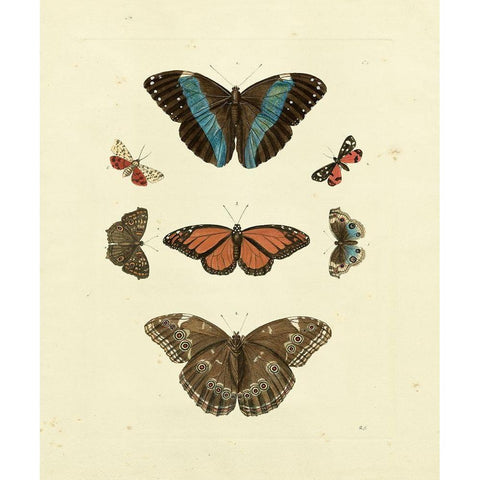 Knorr Butterflies IV White Modern Wood Framed Art Print by Knorr