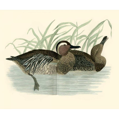Morris Ducks II Gold Ornate Wood Framed Art Print with Double Matting by Morris