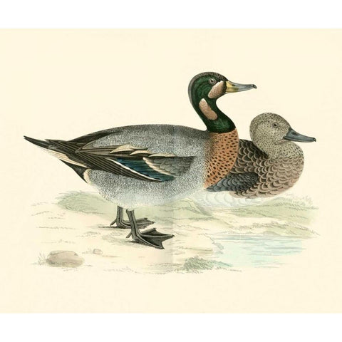 Morris Ducks III Gold Ornate Wood Framed Art Print with Double Matting by Morris