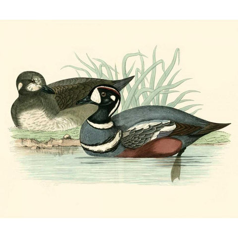 Morris Ducks IV Black Modern Wood Framed Art Print with Double Matting by Morris