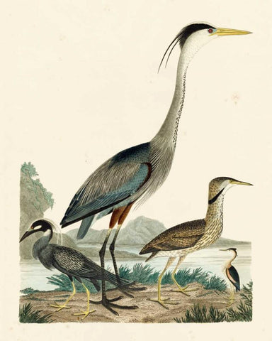Heron Family I White Modern Wood Framed Art Print with Double Matting by Wilson, A.