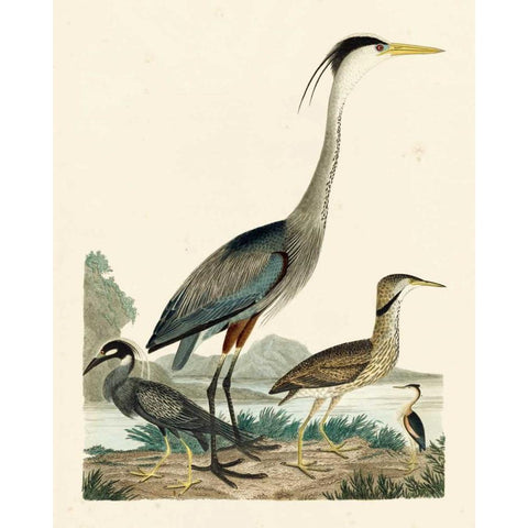 Heron Family I White Modern Wood Framed Art Print by Wilson, A.