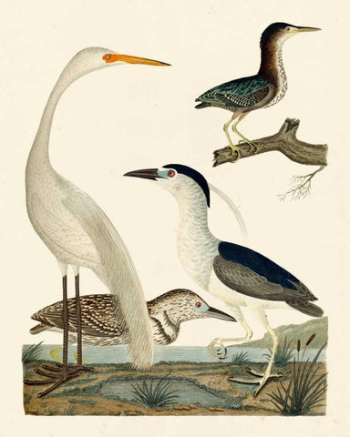 Heron Family II Black Ornate Wood Framed Art Print with Double Matting by Wilson, A.