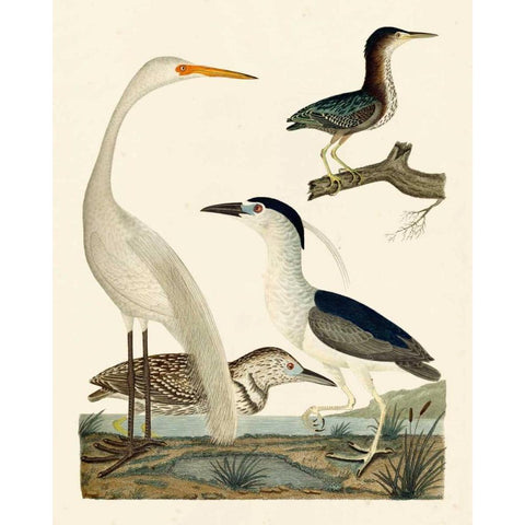 Heron Family II Gold Ornate Wood Framed Art Print with Double Matting by Wilson, A.