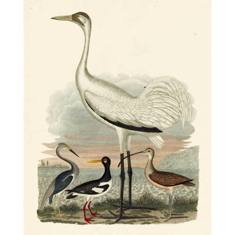 Heron Family III White Modern Wood Framed Art Print by Wilson, A.