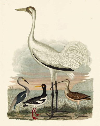Heron Family III Black Ornate Wood Framed Art Print with Double Matting by Wilson, A.