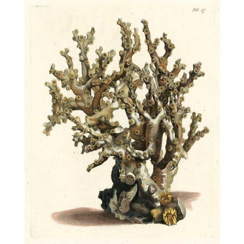 Antique Coral II White Modern Wood Framed Art Print by Vision Studio