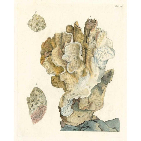 Antique Coral IV White Modern Wood Framed Art Print by Vision Studio