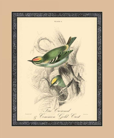 Printed Fire-Crowned Crest White Modern Wood Framed Art Print with Double Matting by Apogee Art Services