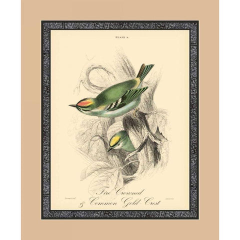 Printed Fire-Crowned Crest Black Modern Wood Framed Art Print with Double Matting by Apogee Art Services