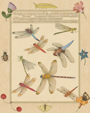 Dragonfly Manuscript IV Black Ornate Wood Framed Art Print with Double Matting by Prasad, Jaggu