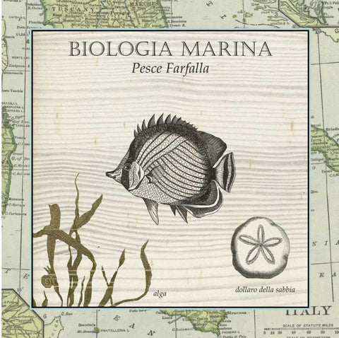 Biologia Marina I White Modern Wood Framed Art Print with Double Matting by Vision Studio