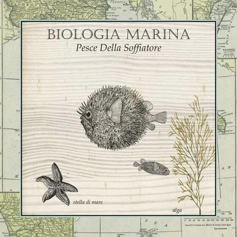 Biologia Marina II Gold Ornate Wood Framed Art Print with Double Matting by Vision Studio