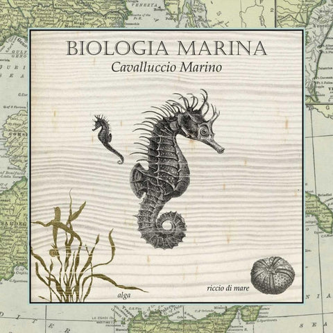 Biologia Marina III Black Ornate Wood Framed Art Print with Double Matting by Vision Studio