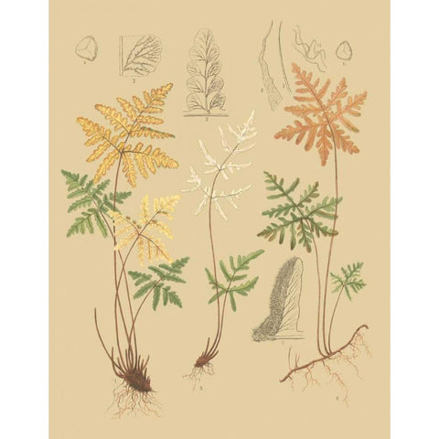 Natures Lace I Black Modern Wood Framed Art Print by Faxon, C.E.