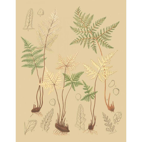 Natures Lace II Gold Ornate Wood Framed Art Print with Double Matting by Faxon, C.E.