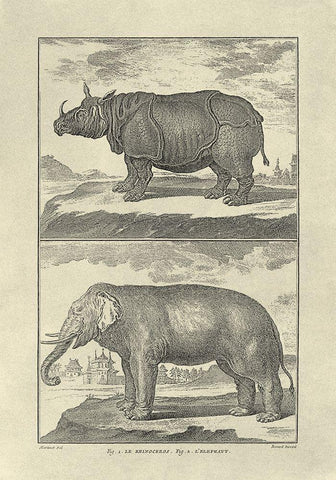 Elephant and Rhino White Modern Wood Framed Art Print with Double Matting by Diderot, Denis