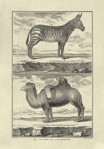 Zebra and Camel Black Ornate Wood Framed Art Print with Double Matting by Diderot, Denis