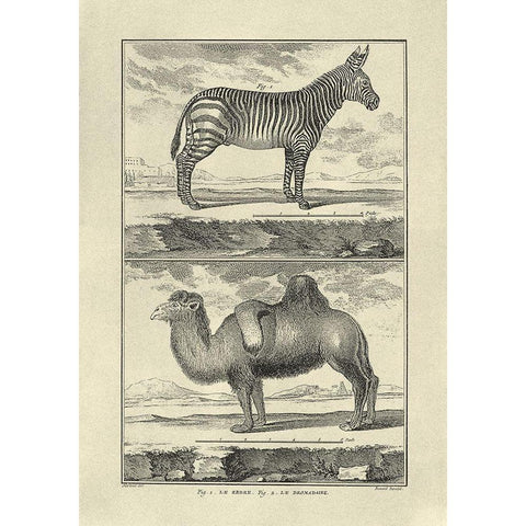 Zebra and Camel White Modern Wood Framed Art Print by Diderot, Denis