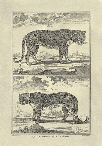 Panther and Leopard White Modern Wood Framed Art Print with Double Matting by Diderot, Denis