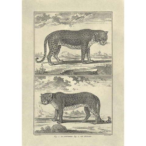 Panther and Leopard Black Modern Wood Framed Art Print by Diderot, Denis