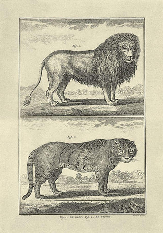 Lion and Tiger White Modern Wood Framed Art Print with Double Matting by Diderot, Denis