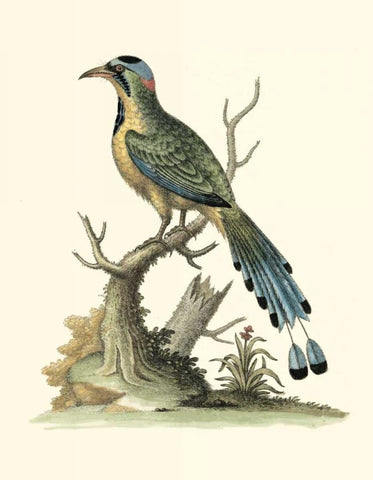 Poised in Nature II Black Ornate Wood Framed Art Print with Double Matting by Edwards, George