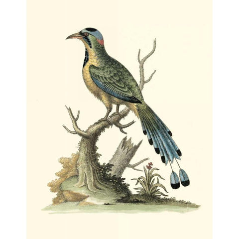 Poised in Nature II White Modern Wood Framed Art Print by Edwards, George