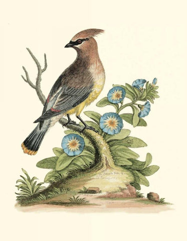 Poised in Nature III White Modern Wood Framed Art Print with Double Matting by Edwards, George