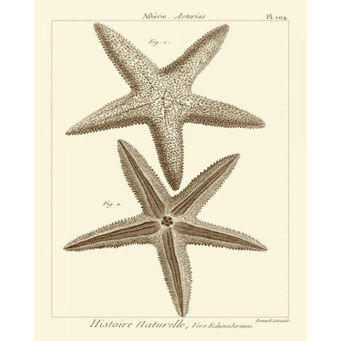 Striking Starfish I White Modern Wood Framed Art Print by Vision Studio